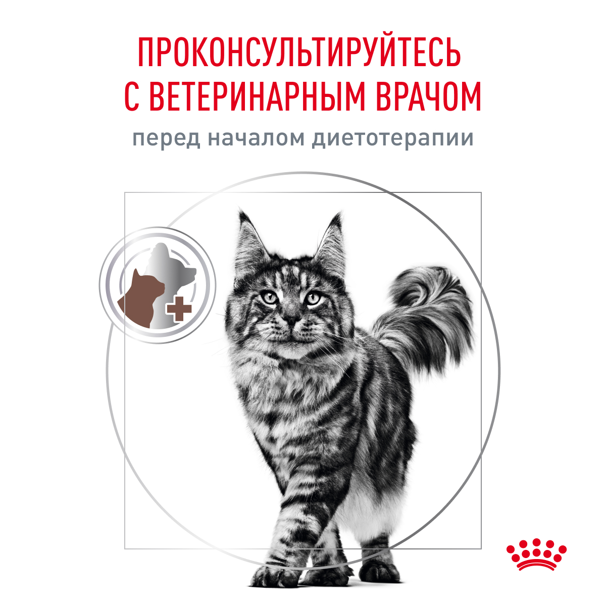 Cat_Gastrointestinal_Wet_10