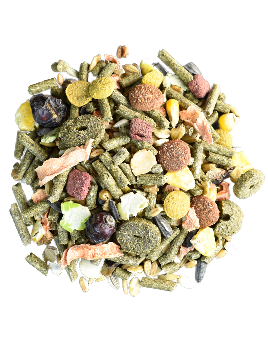 Морская-свинка-5