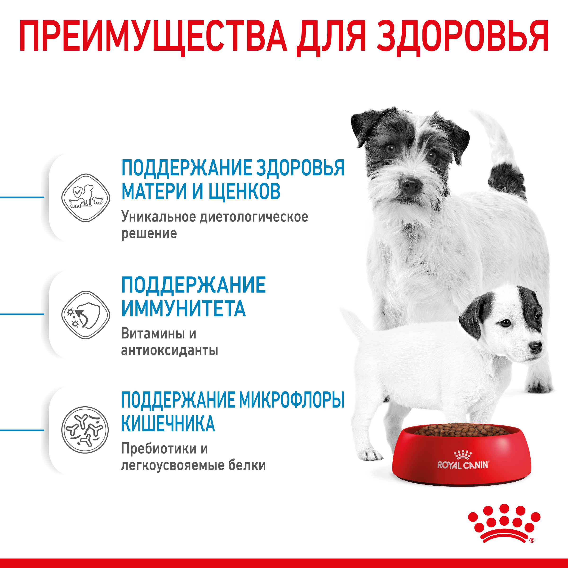 Товары для собак купить с доставкой | Интернет-зоомагазин PetFood.ru