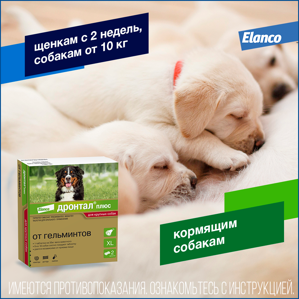 Ветеринарные препараты для собак купить с доставкой | Интернет-зоомагазин  PetFood.ru