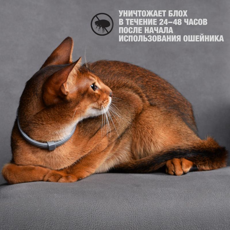 Rolf-Club3D_ОшейникКошки_6
