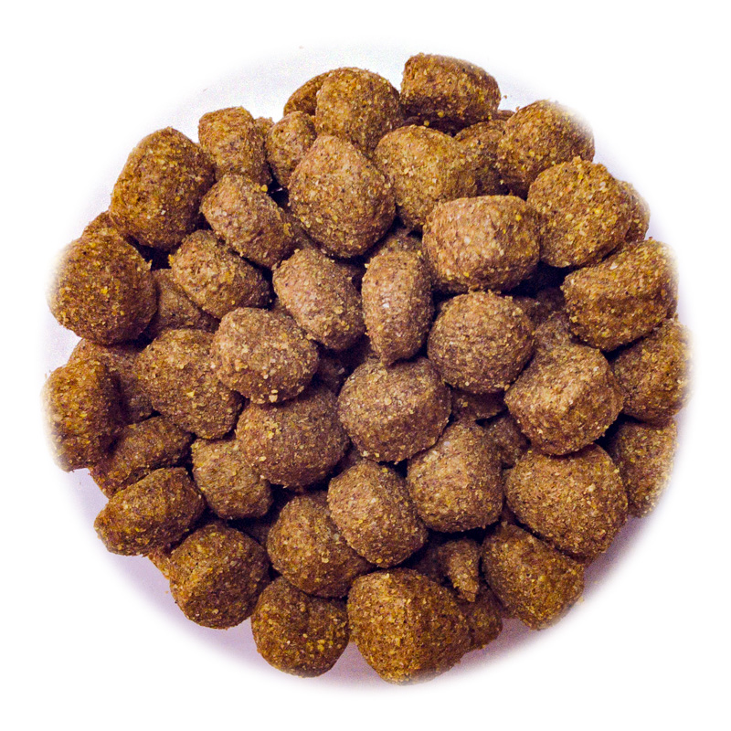 800X800_Dog Club Mix Croc