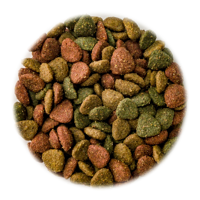 800X800_Maxi Cat Adult Mix Croc
