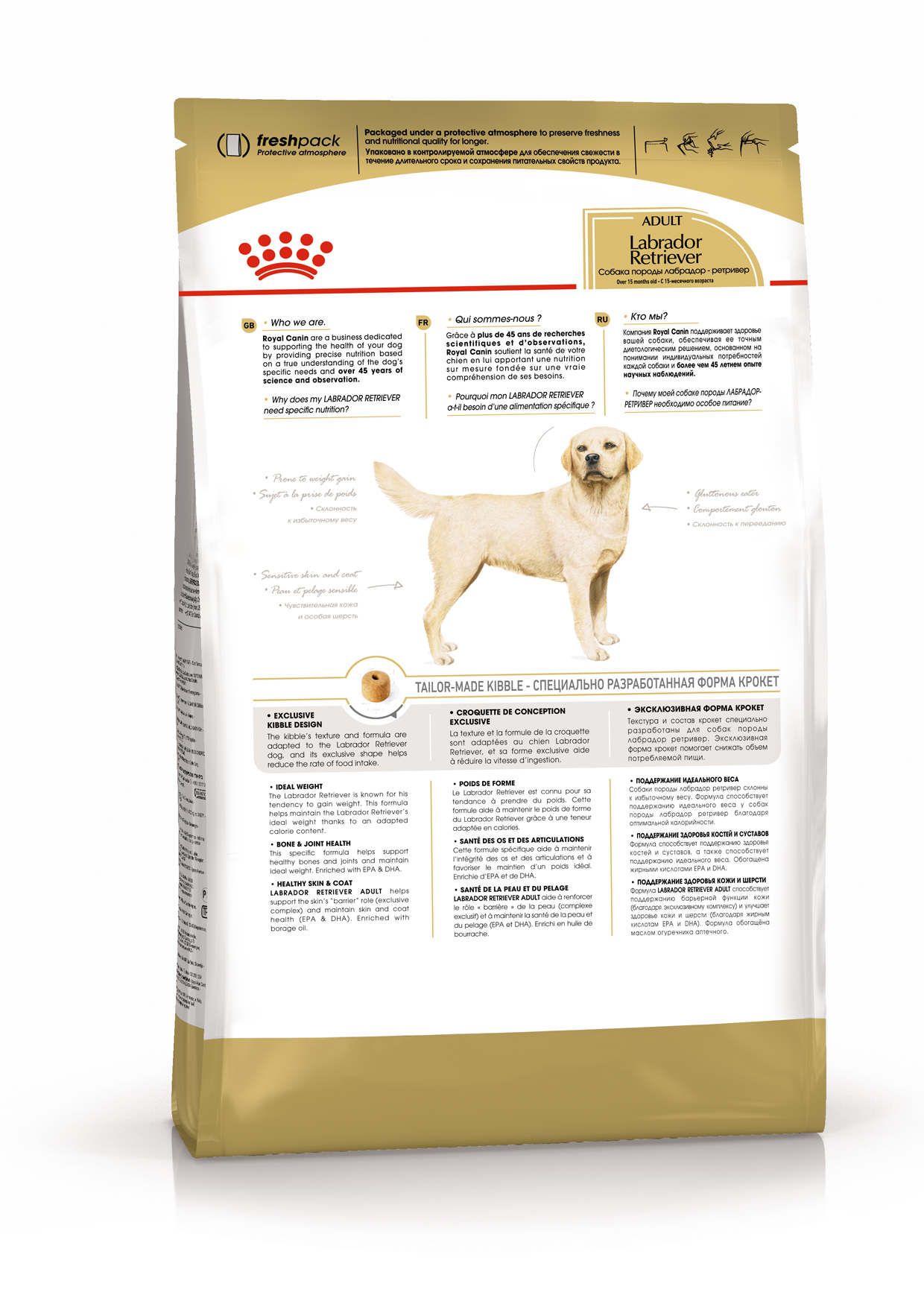 K_Labrador Retriver_back