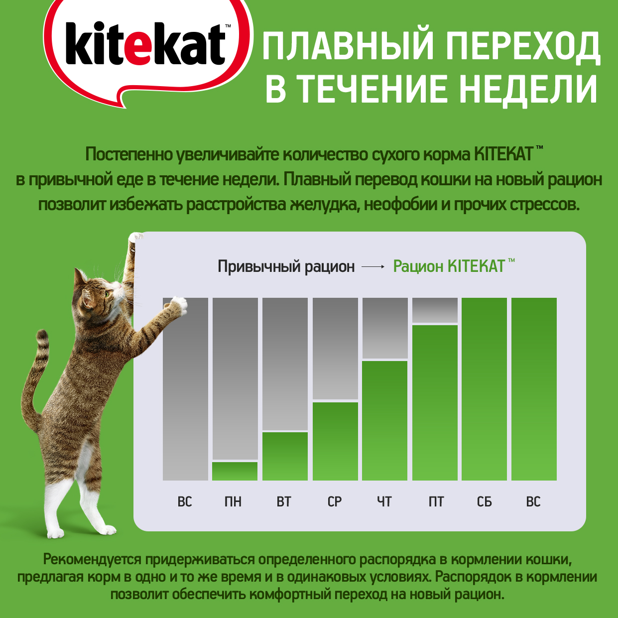 Kitekat корм для взрослых кошек, улов рыбака — купить по доступной цене с  доставкой