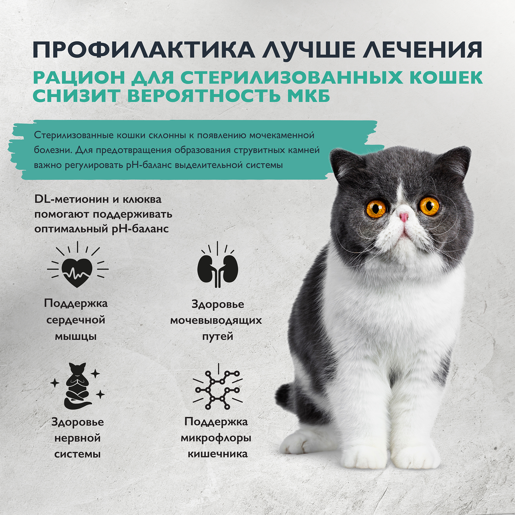 cat_sterilised_urinary_care (2)