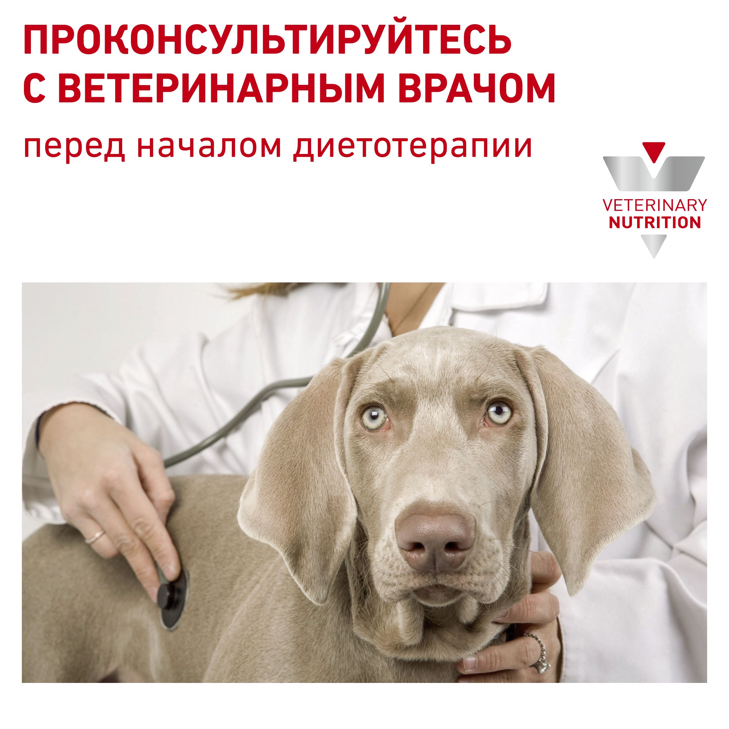 Гипоаллердженик Смол Дог_8