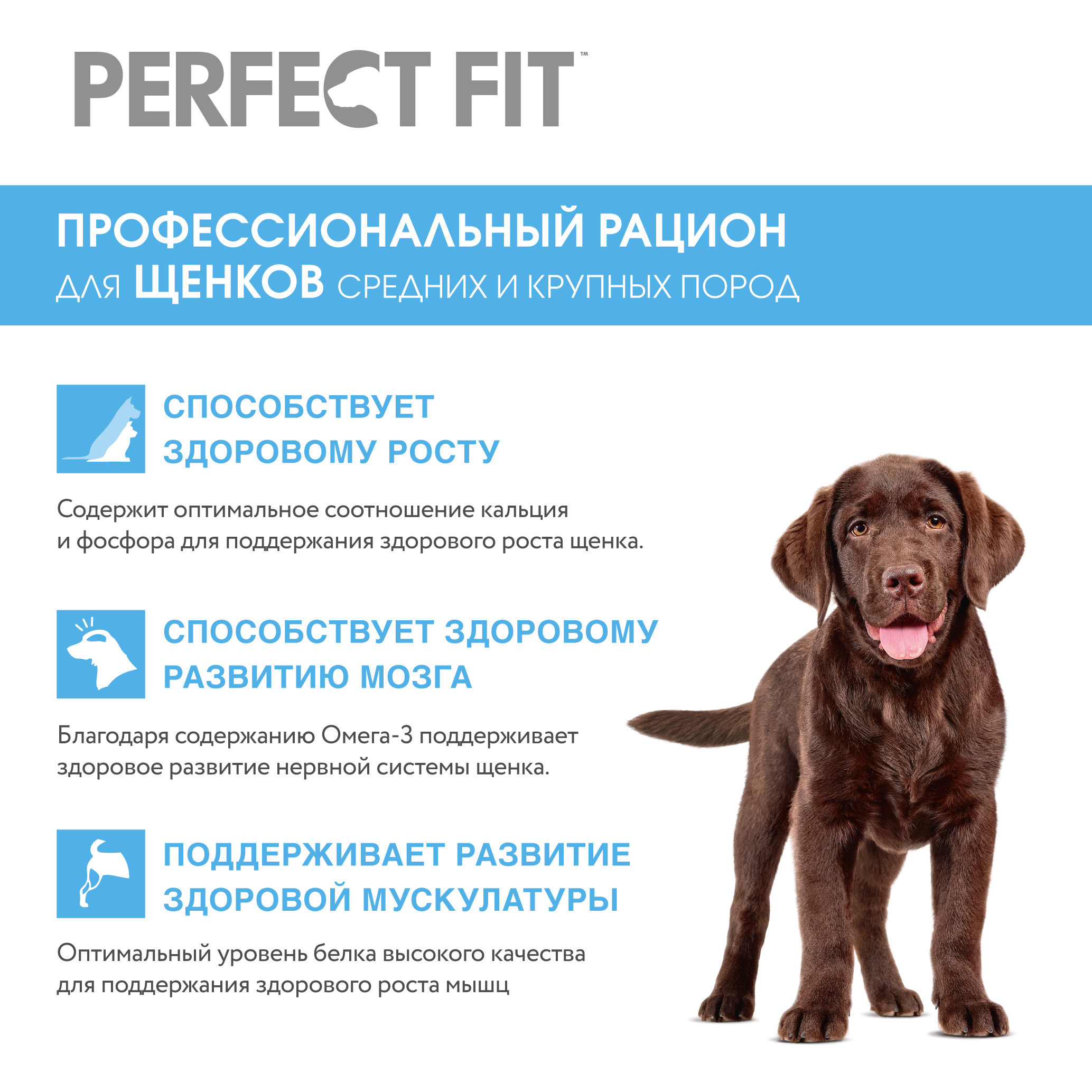 PerfectFit_DOGs_DCOMM_2025.06.16_Junior_XL_Benefits
