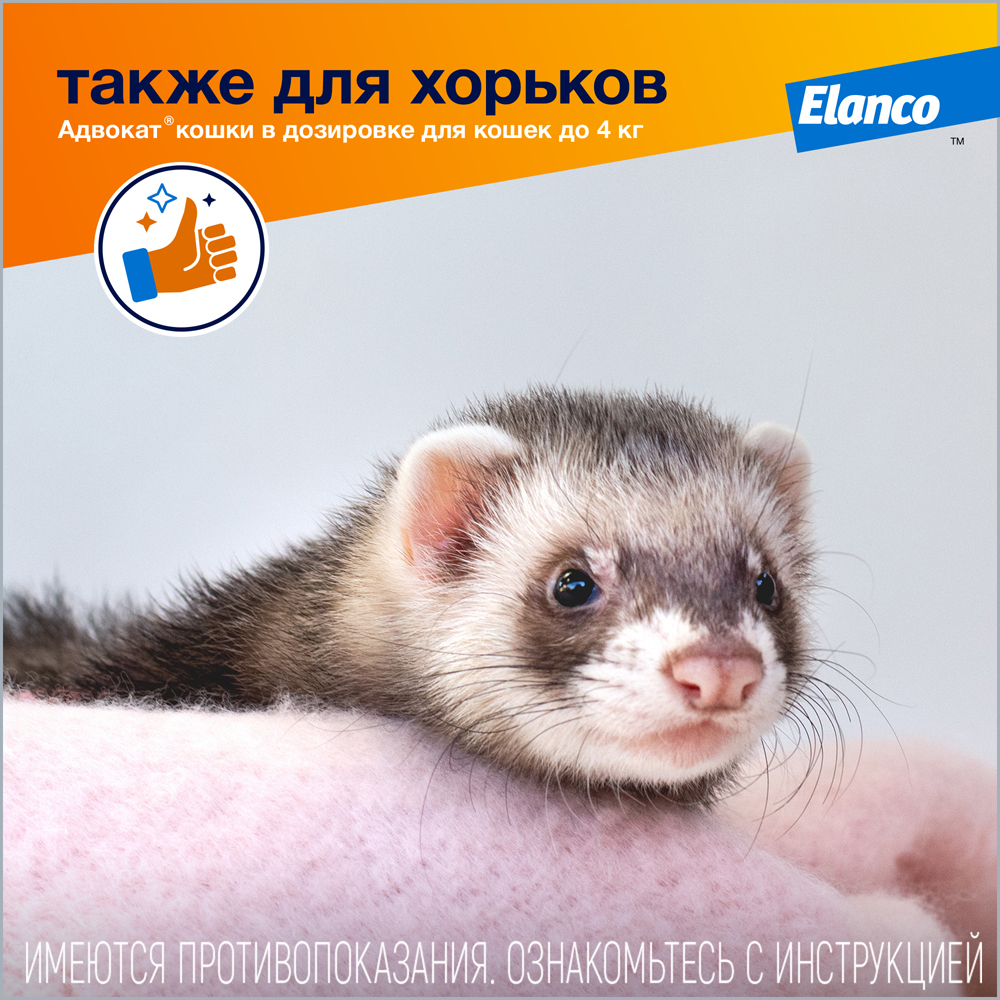 9_Advocate_cat_S_ferret