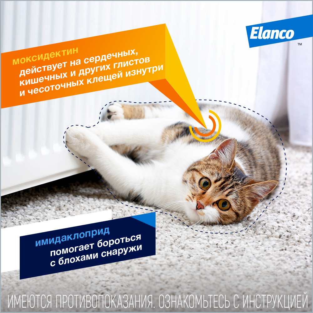 4_Advocate_cat_dv