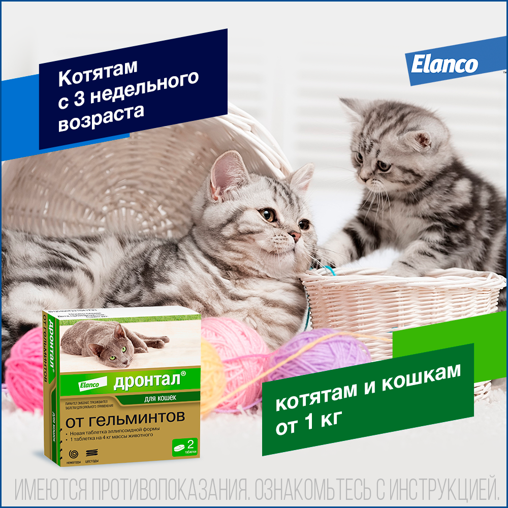 6. Drontal cat_kittens