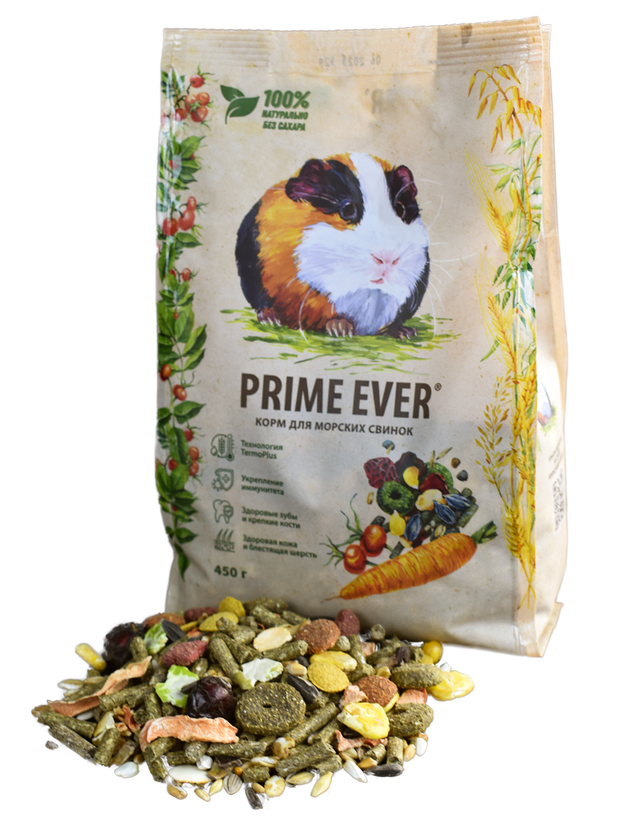 Морская-свинка-3