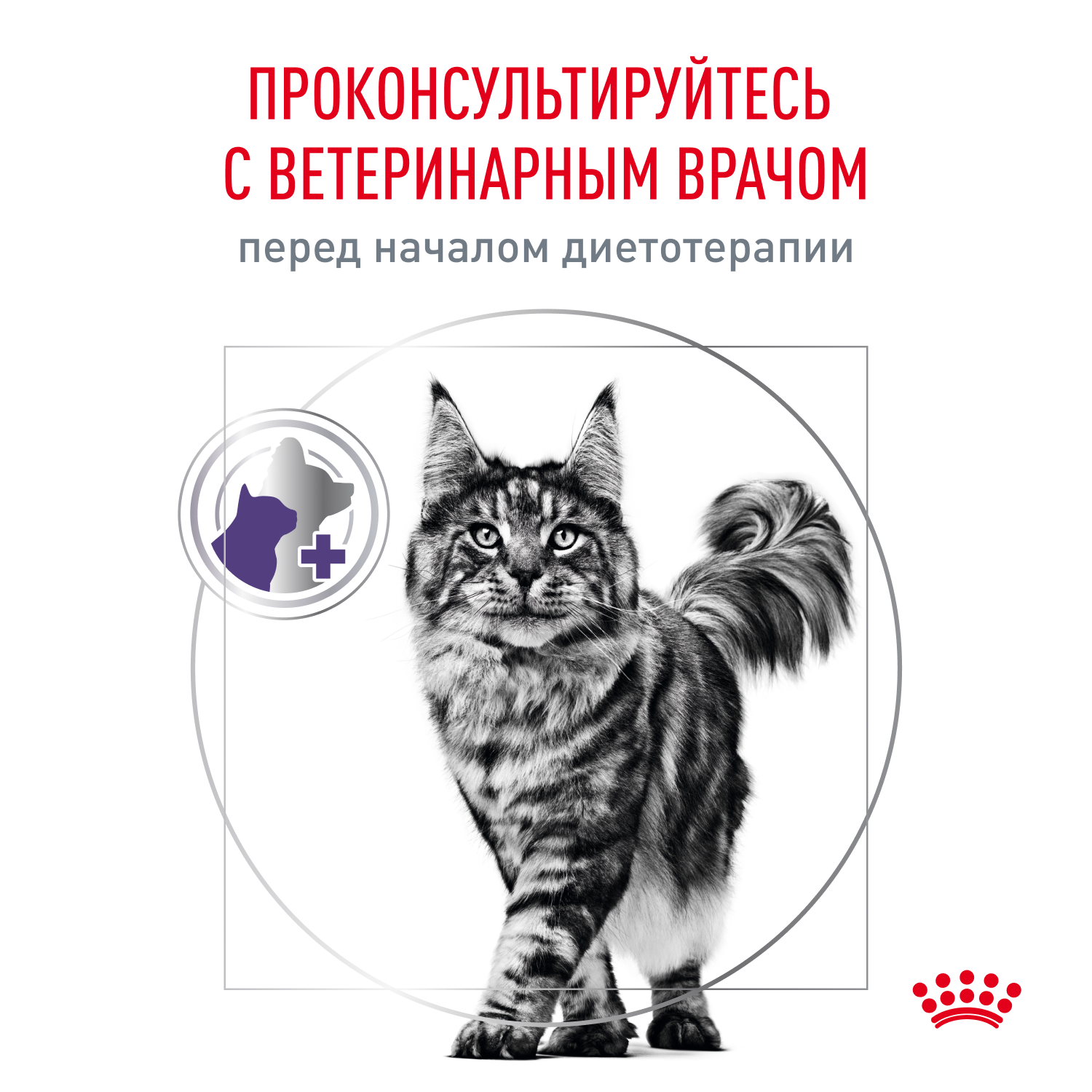 Cat_Neutered_Balance_9