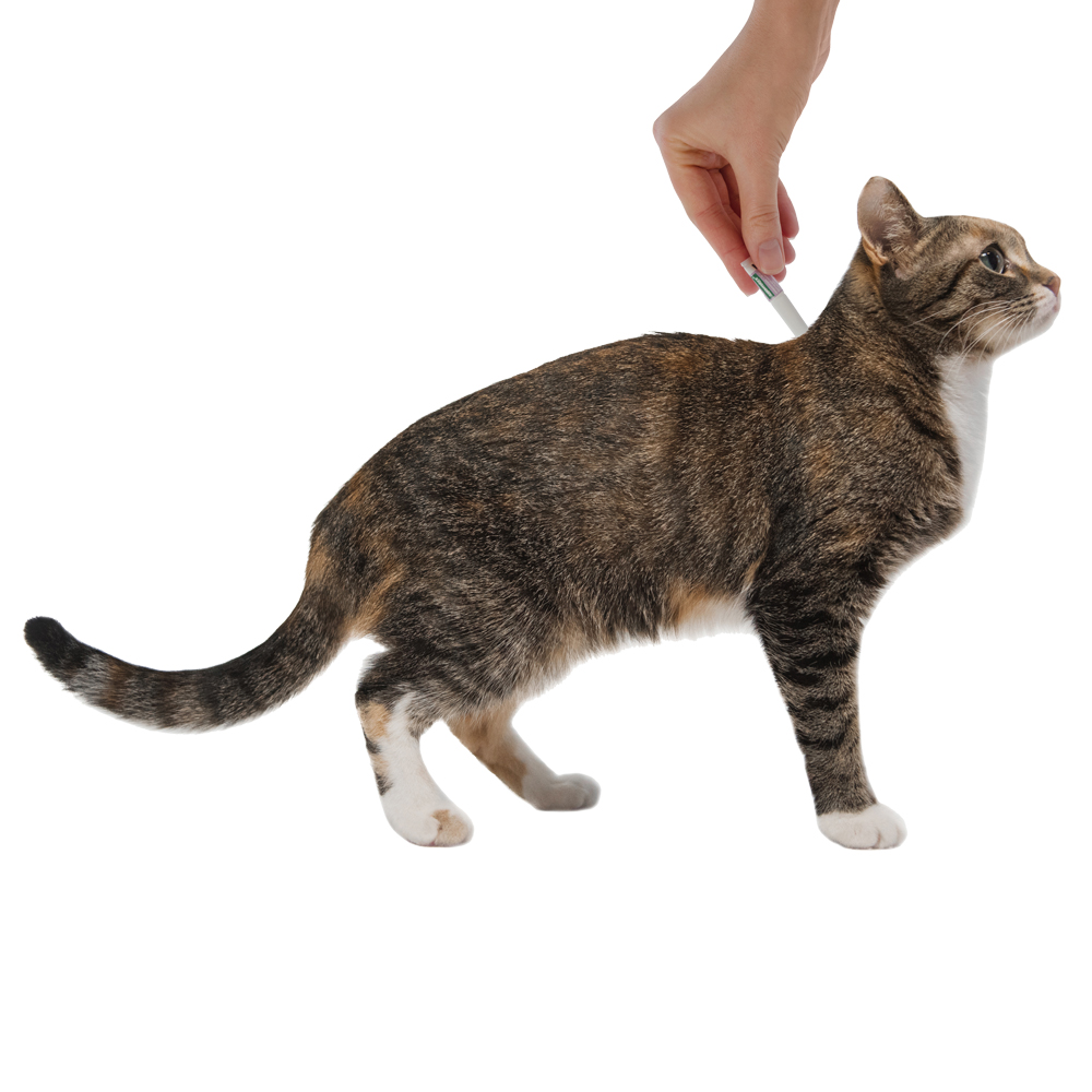 6.Advantage cat 4-8 1pip_treatment