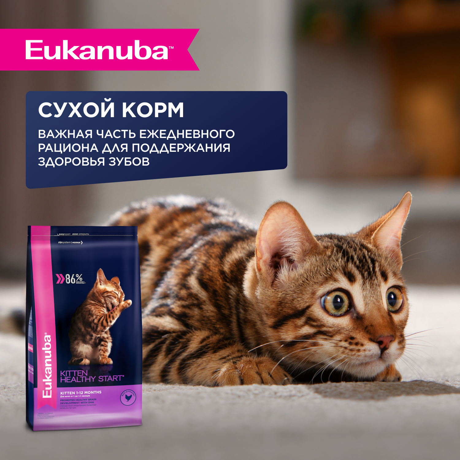 11-ВЛАЖНЫЙ-KITTEN_HEALTHY_START