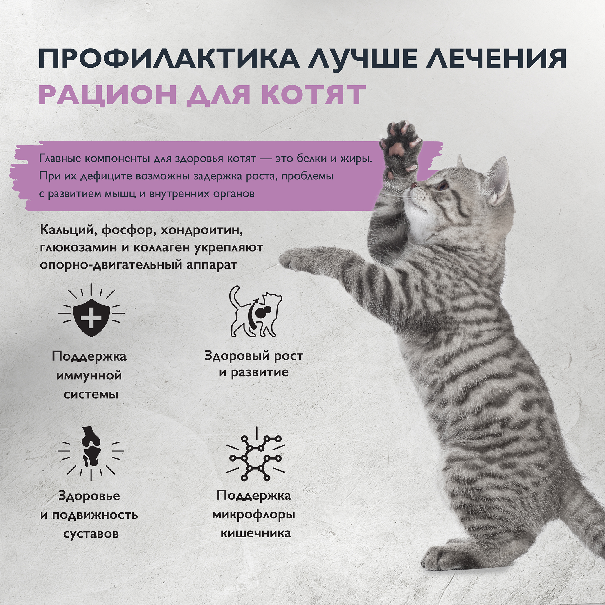 kitten_healthy growth-02