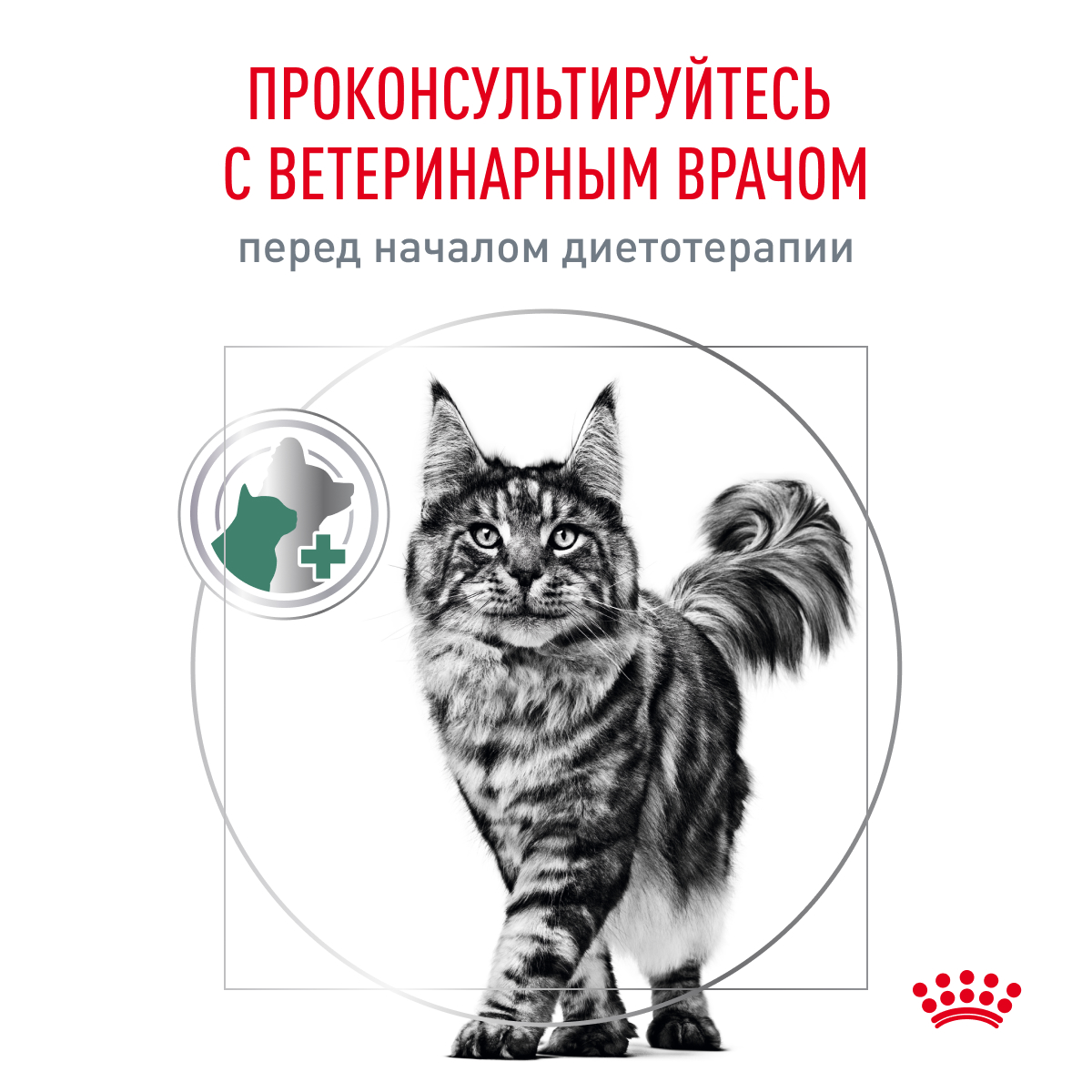 Cat_Satiety_weight_management_8