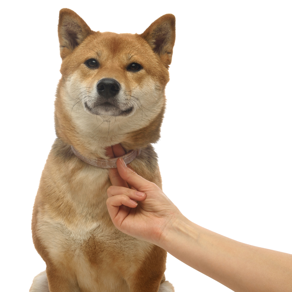 6.Bolfo small collar_treatment