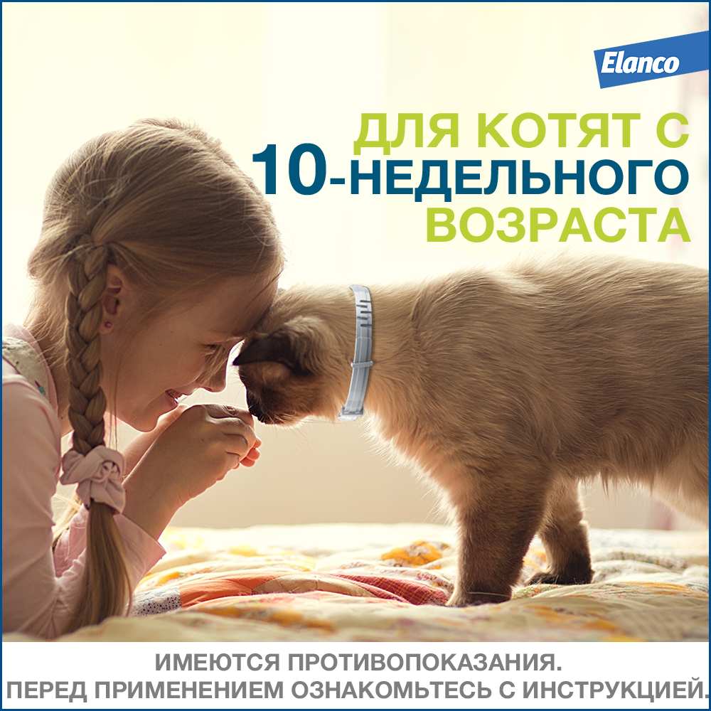 Elanco Форесто ошейник для котят и кошек, от клещей и блох — купить по  доступной цене с доставкой