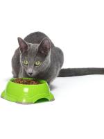 Pride MODERNA Smarty bowl пластиковая с антискольжением миска для кошек пластик