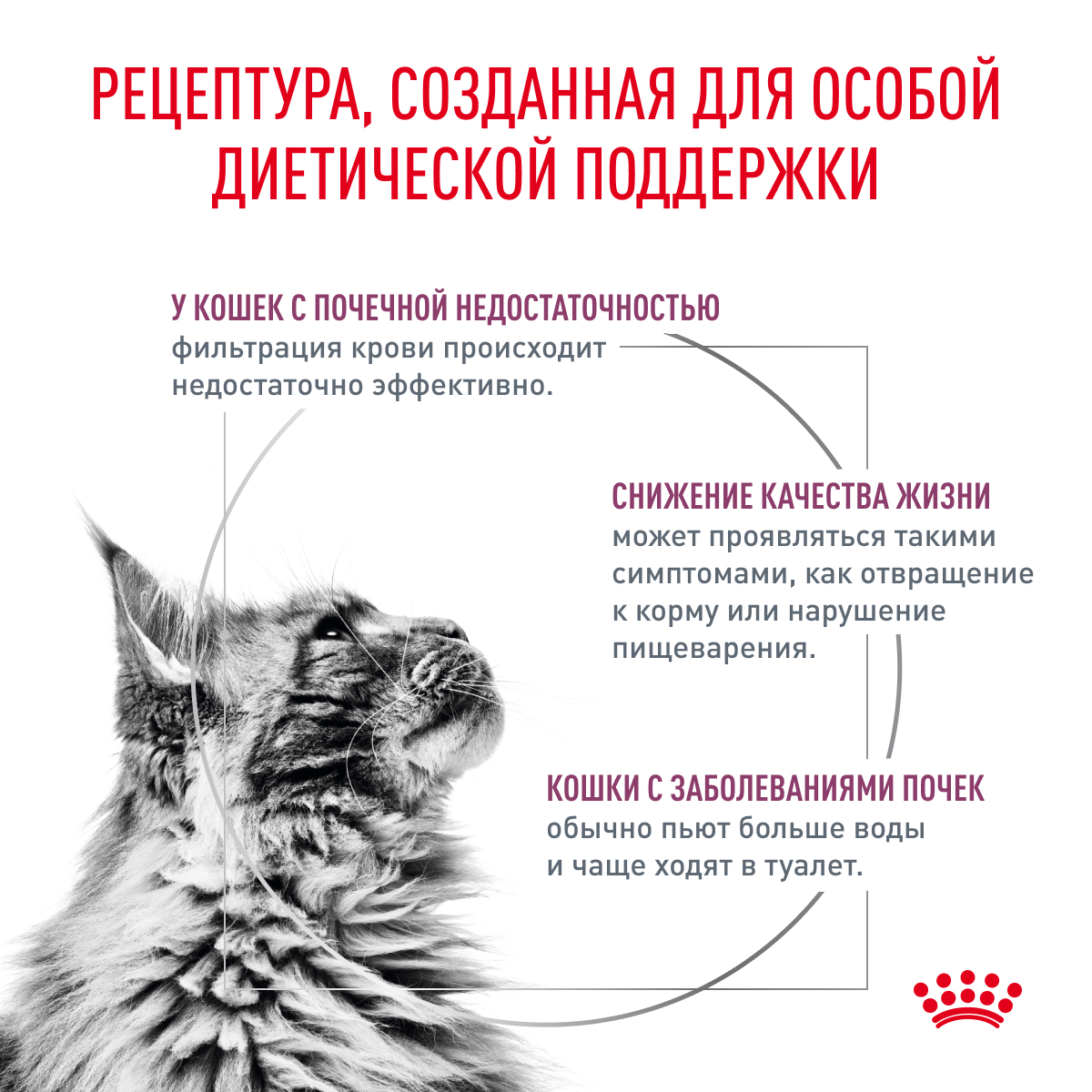 3_Cat_Renal_Chiken