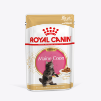 00_Hero_maine coon (1)