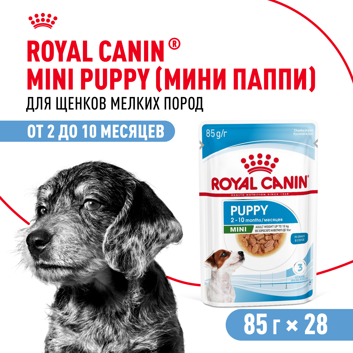 1_85gX28pcx- MINI PUPPY SOUSE