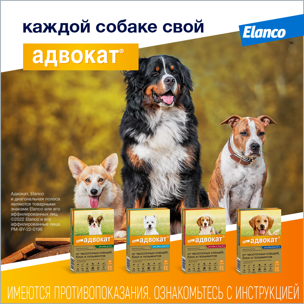 10. Advocate_dog_all