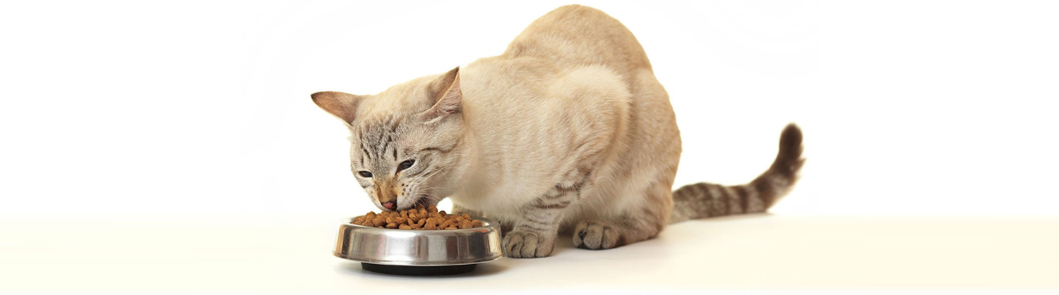 Раздел сухие корма для кошек