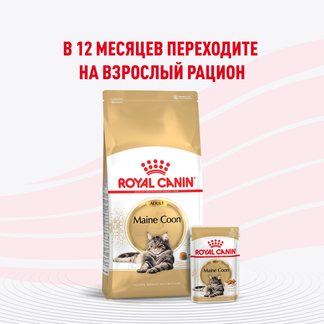 07_maine coon