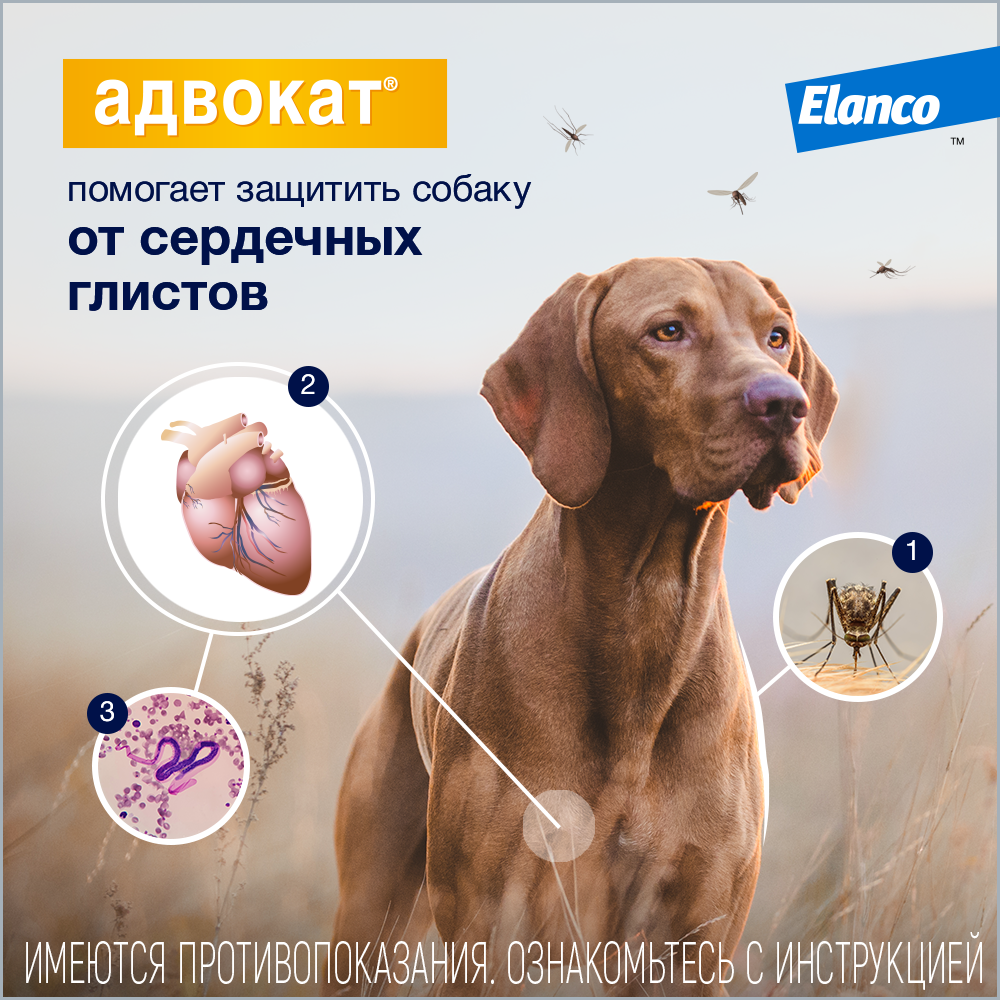 6. Advocate_dog_diro