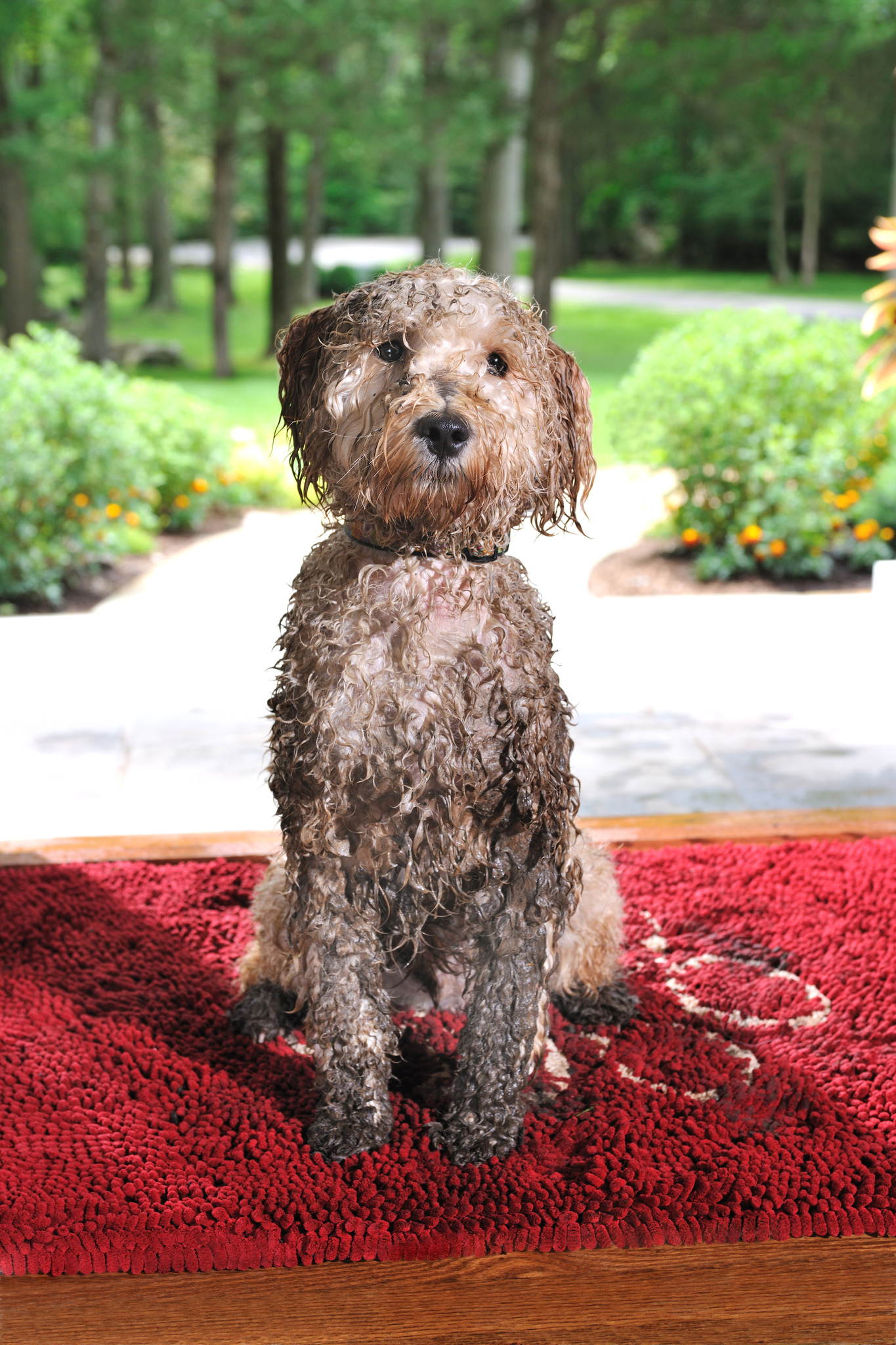 Dog Gone Smart коврик для собак супервпитывающий 