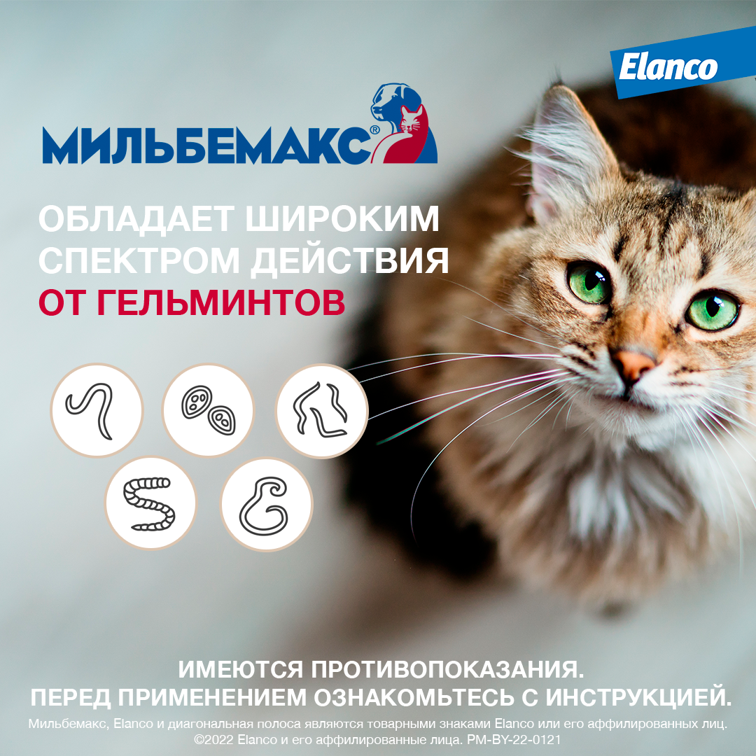 Elanco Мильбемакс таблетки для взрослых кошек, антигельминтик — купить по  доступной цене с доставкой