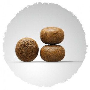 kroketten-youngstar