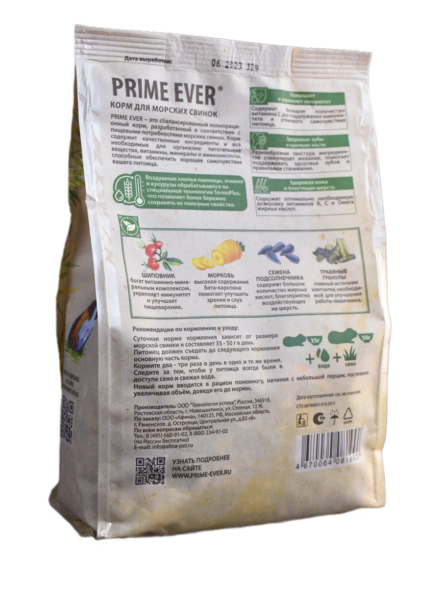 Морская-свинка-2