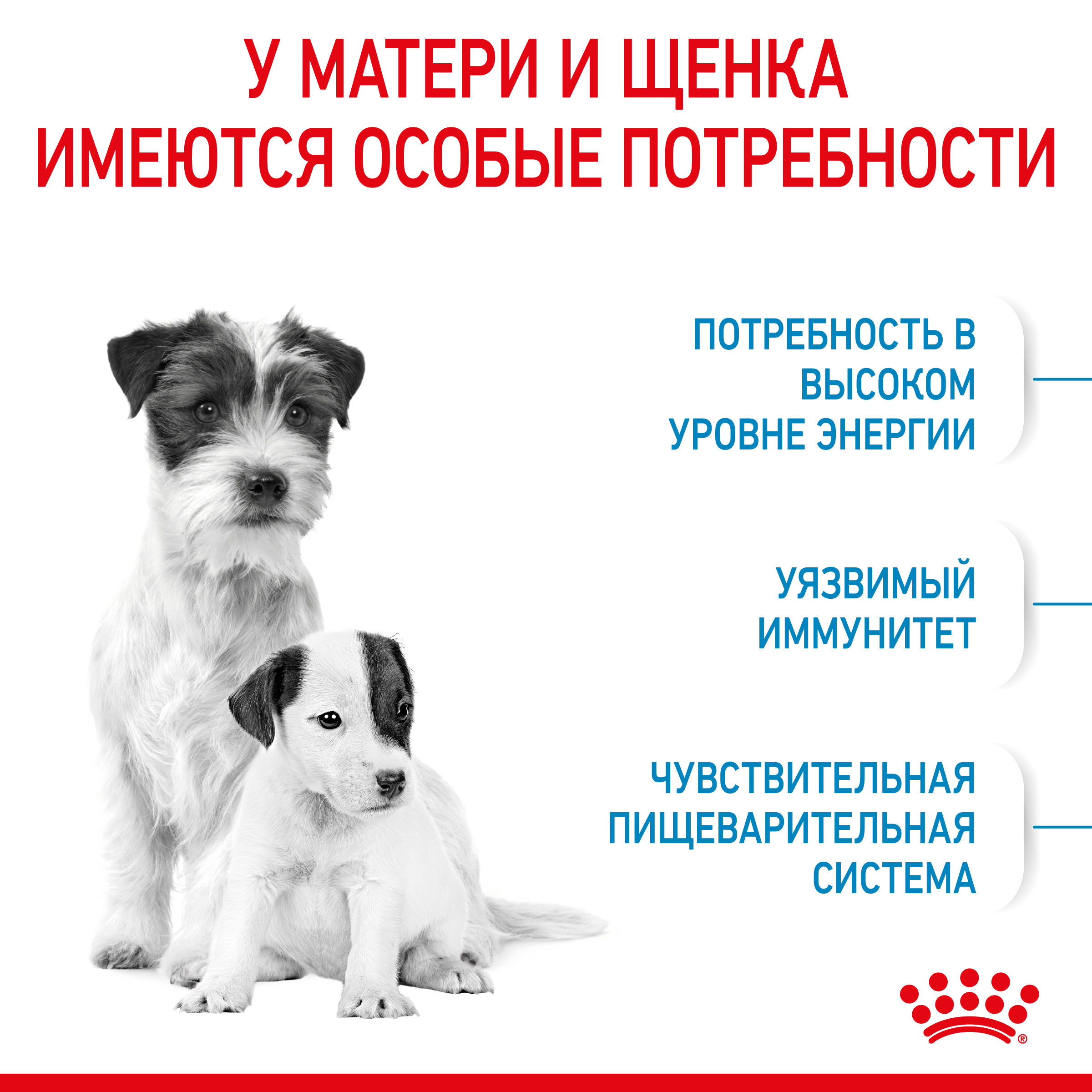 Royal Canin корм для щенков малых пород до 2-х месяцев — купить по  доступной цене с доставкой