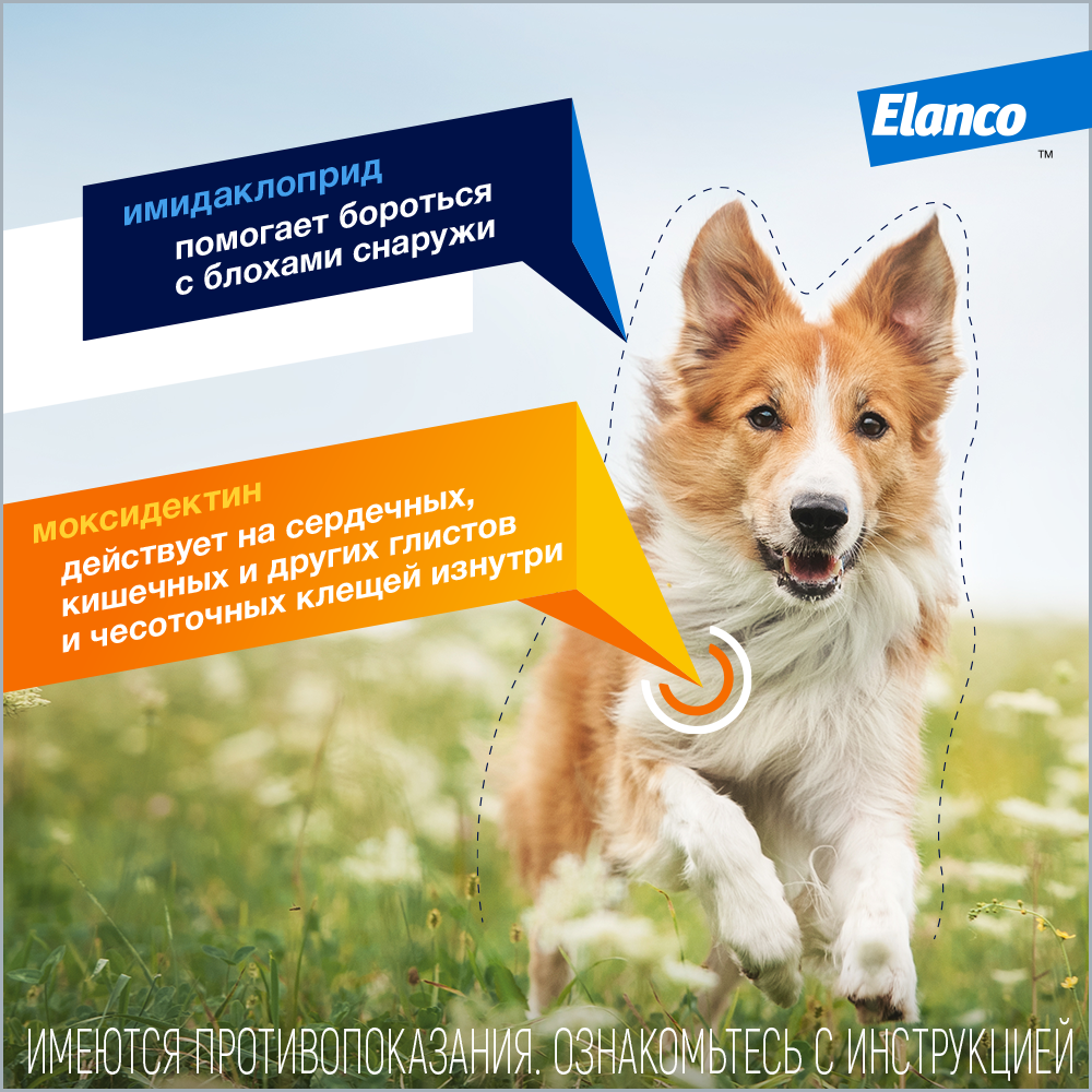 4. Advocate_dog_dv