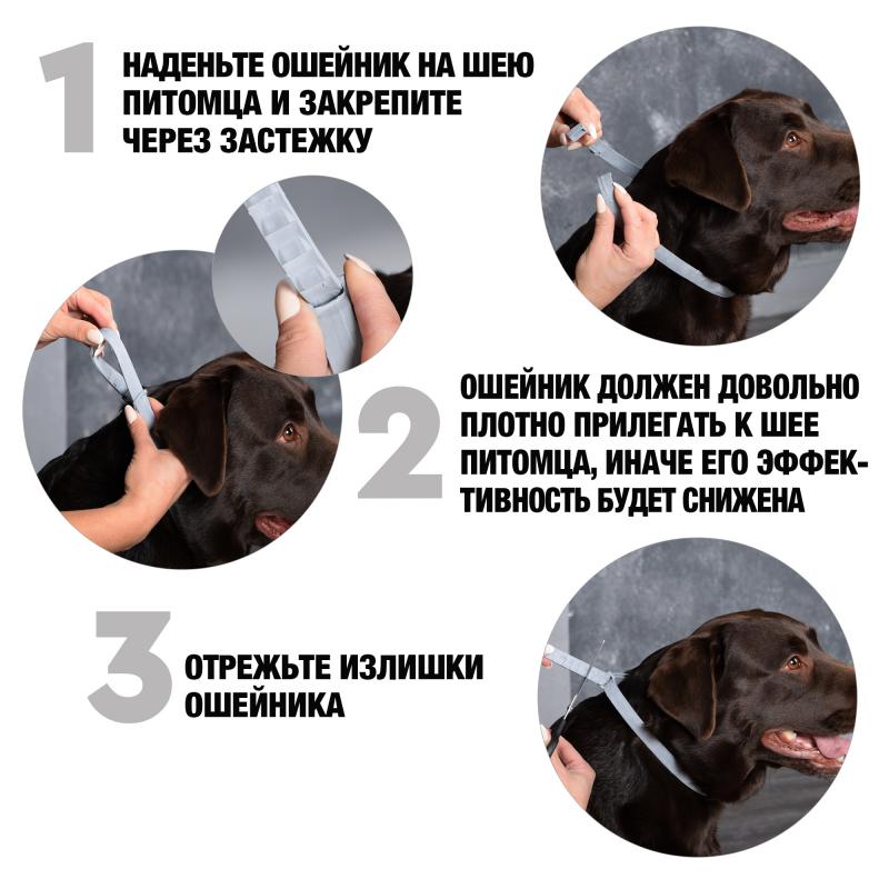 Rolf Club3D_ОшейникСобаки_2