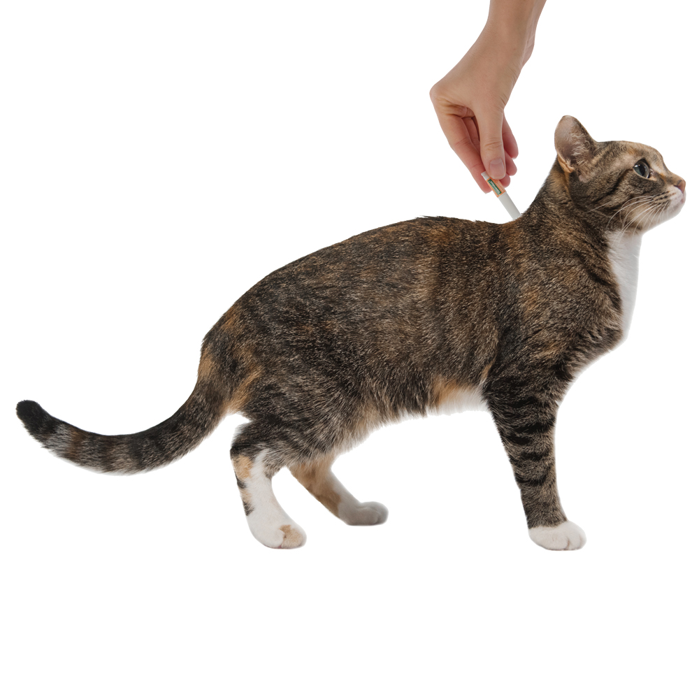 6.Advantage cat 0-4 4pip_treatment