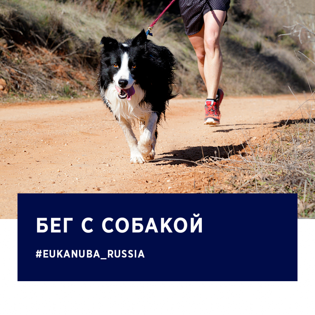 Бег с собакой