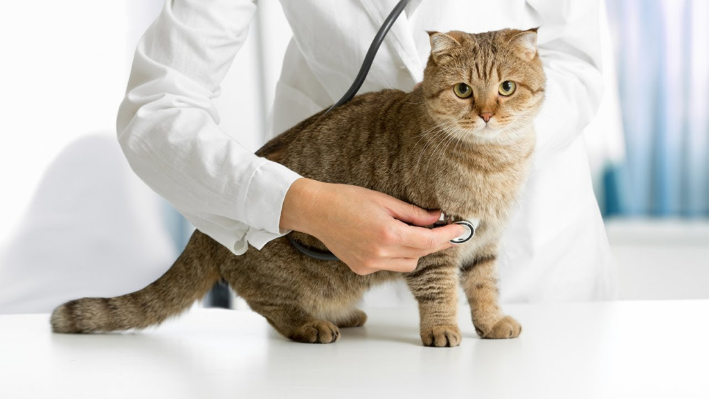 Как проверить здоровье кошки