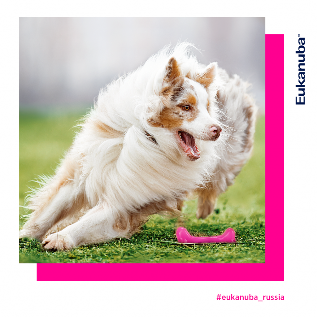 Собака 2 Eukanuba