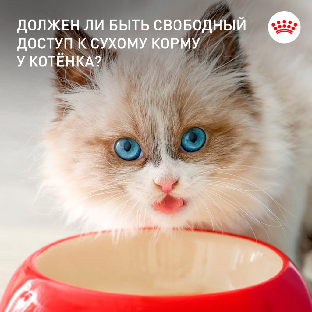 Royal сухой корм у котенка.png