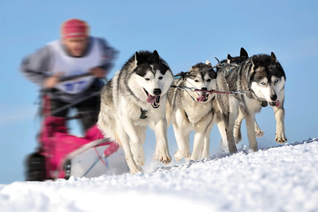 Eukanuba_-_Market_Image_-_Shutterstock_251929816_Med._Res.___Basic_94095.jpg